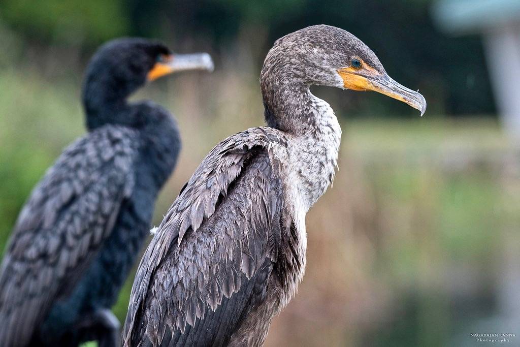 Double-crested Cormorant - Juvenile (in-front) & adult (at the back)Everglades National Park by nagarajan_kanna is licensed under CC BY-NC-ND 2.0